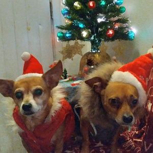 Meet your Posher, Stella